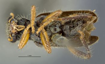 Media type: image;   Entomology 3565 Aspect: habitus ventral view